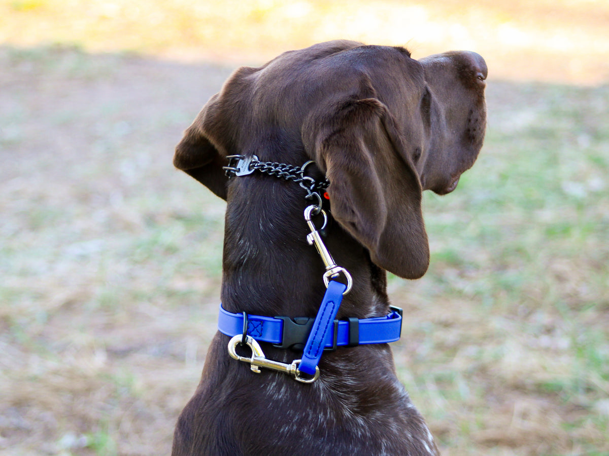 BioThane Collar Back up Tether Pro-Mohs Canine Supply