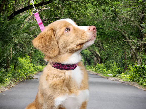 Lola Secret Powers MICRO Training Collar 10 Prong 9.5 17