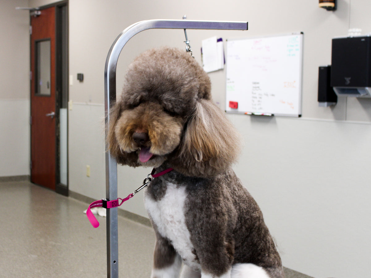 Grooming Tether BioThane Grooming Safety Tether– Pro-Mohs Canine Supply