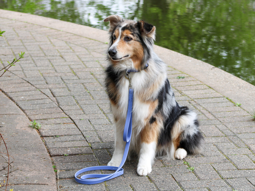 BioThane Dual Handle Leash | Pro-Mohs Canine Supply