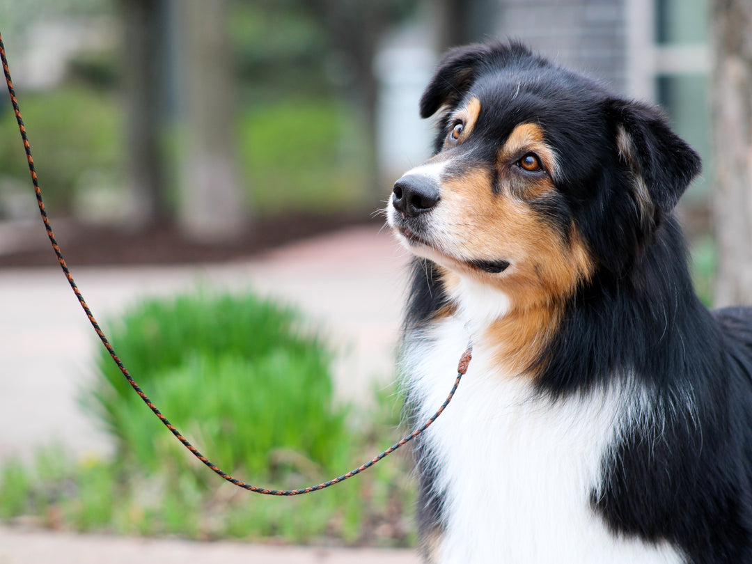 アクセサリー kang Kangaroo Leather Leads by Ginger Snaps | Pro-Mohs Canine Supply