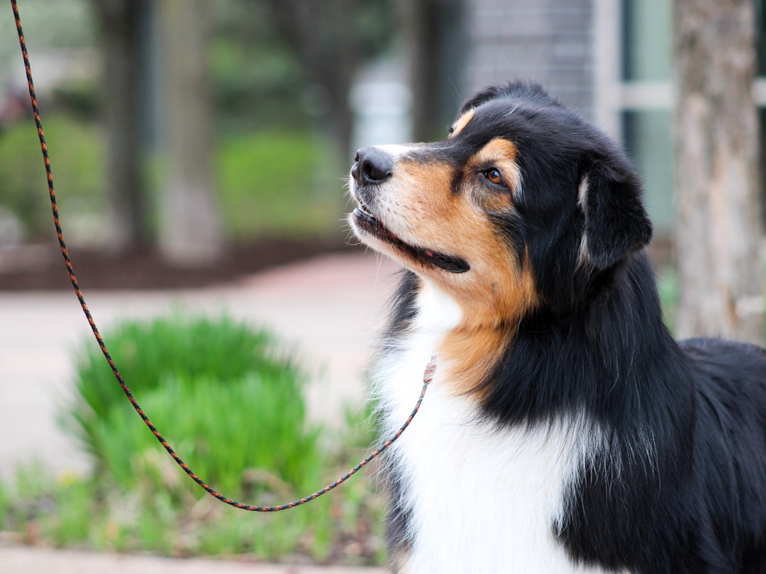 アクセサリー kang Kangaroo Leather Leads by Ginger Snaps | Pro-Mohs Canine Supply