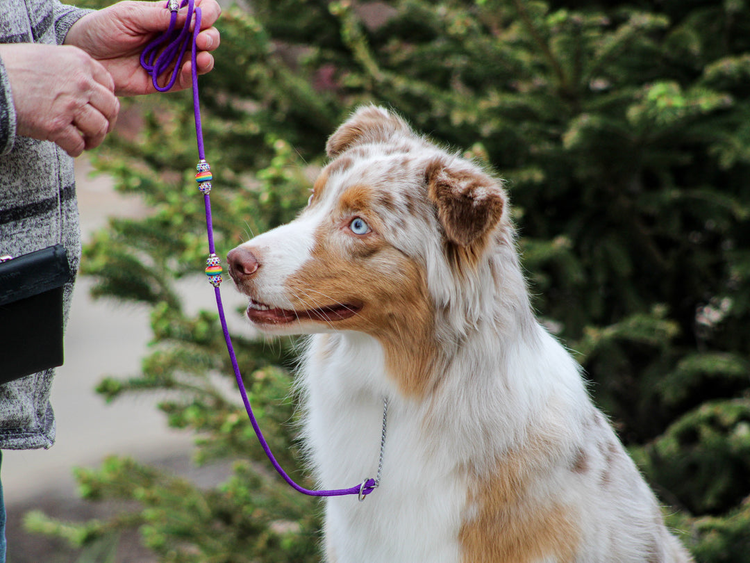 ParaBling Loop Show Leads– Pro-Mohs Canine Supply