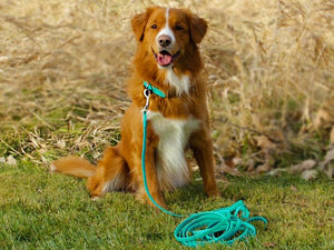 BioThane 10' Long Line - Pro-Mohs Pet Products