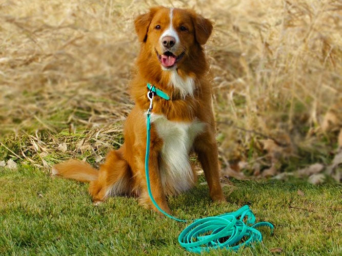 Biothane long shop line for dogs