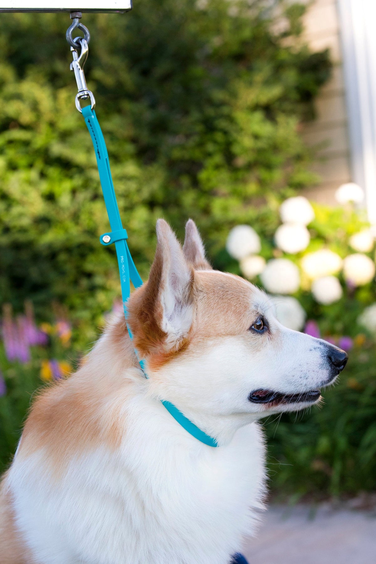 Biothane Loop BioThane Grooming Loops– Pro-Mohs Canine Supply